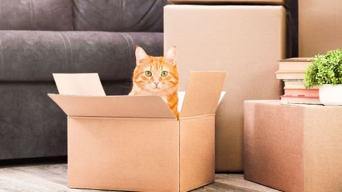 Cat sitting in empty moving box